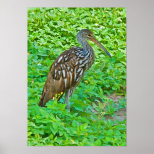 Poster Limpkin, Oiseau de marais Imprimer