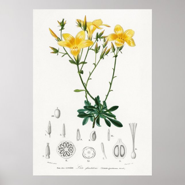 Poster lin jaune (Linum glandulosum) (Devant)
