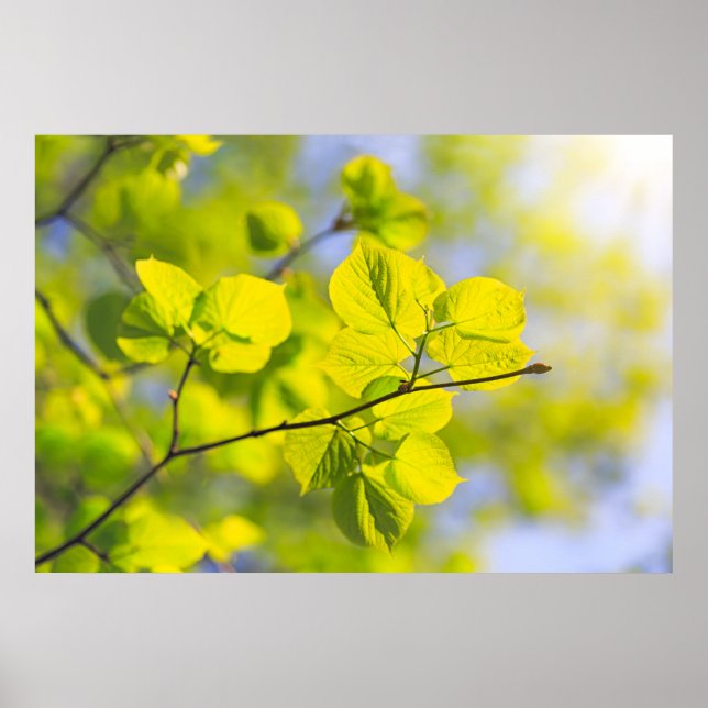 Poster Linden Feuilles (Devant)