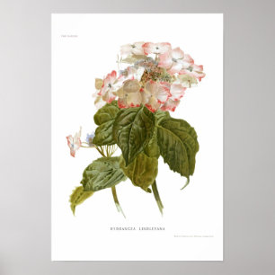 Poster Lindleyana d'hortensia