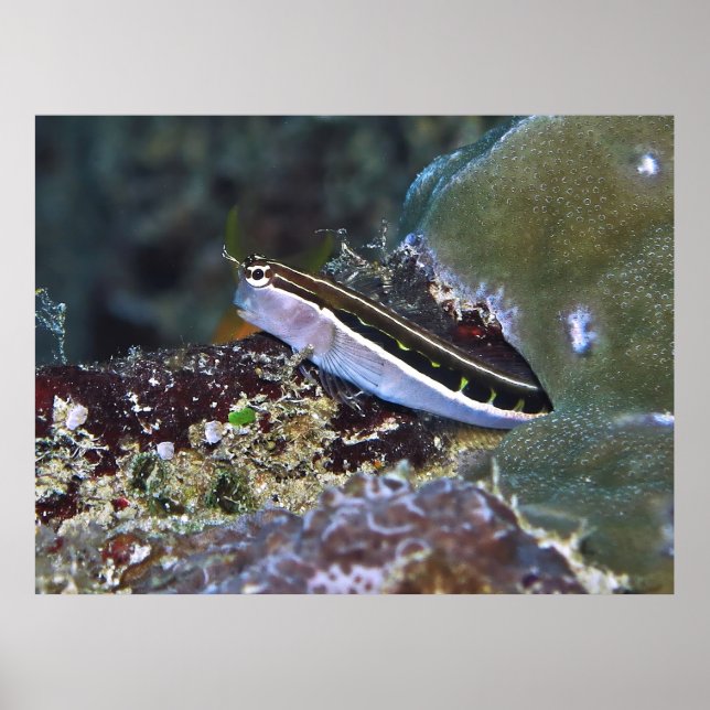 Poster Linear Blenny (Devant)