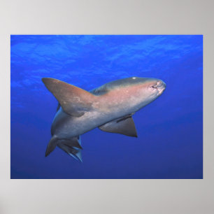 Poster L'infirmière requin dans le bleu
