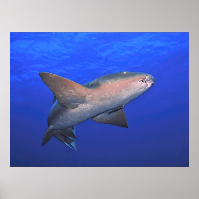 Poster L'infirmière requin dans le bleu (Devant)