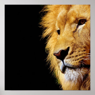 Poster Lion