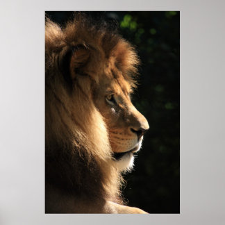 Poster Lion
