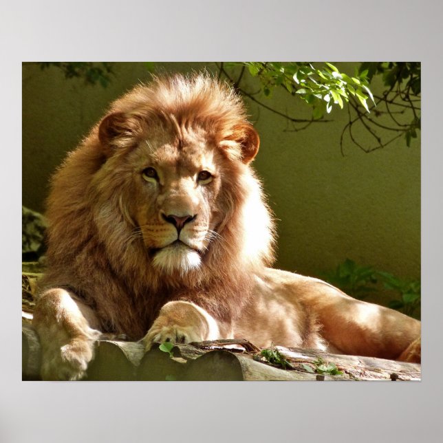 Poster Lion (Devant)