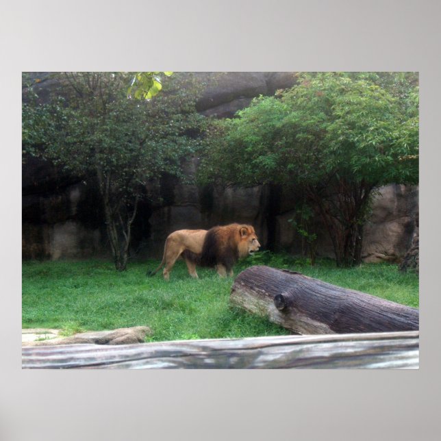 Poster Lion (Devant)