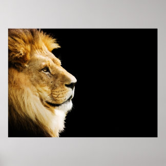 Poster Lion