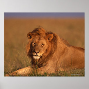 Poster Lion