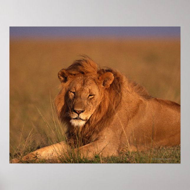 Poster Lion (Devant)