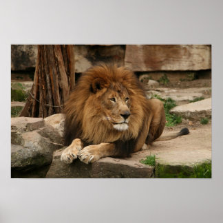 Poster Lion