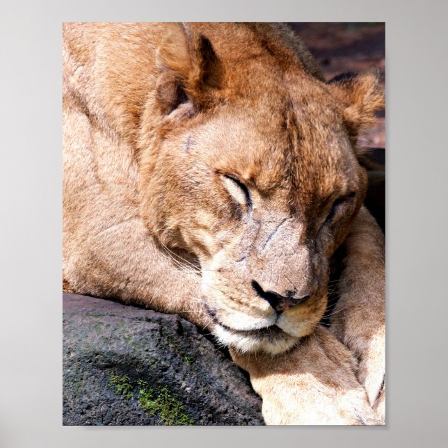 Poster Lion (Devant)