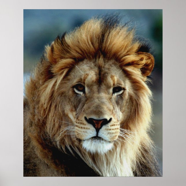 Poster Lion (Devant)