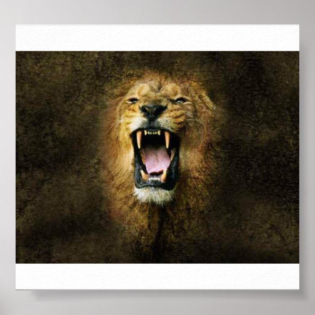 Poster Lion (Devant)