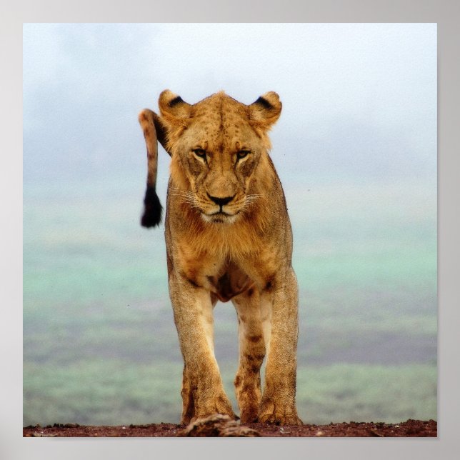 Poster Lion (Devant)