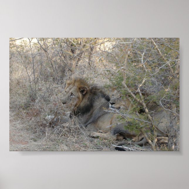 Poster Lion (Devant)