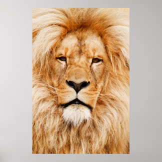 Poster Lion