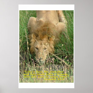 Poster Lion Accroché, Caché Non