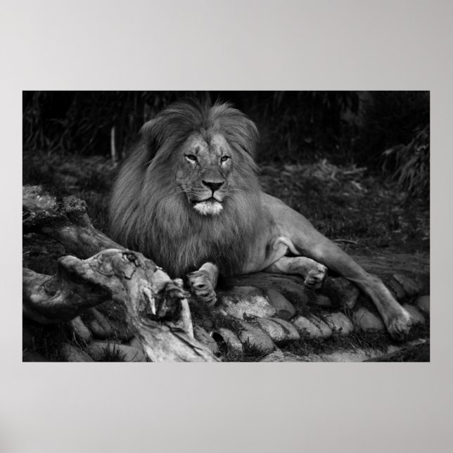 Poster Lion africain (Devant)