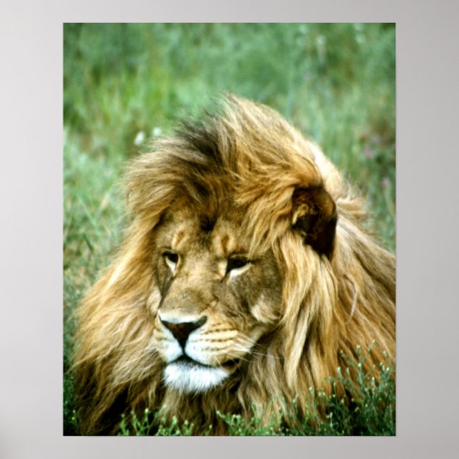 Poster Lion africain (Devant)