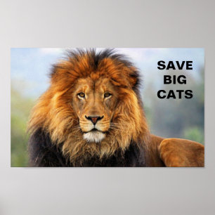 Poster Lion africain 1