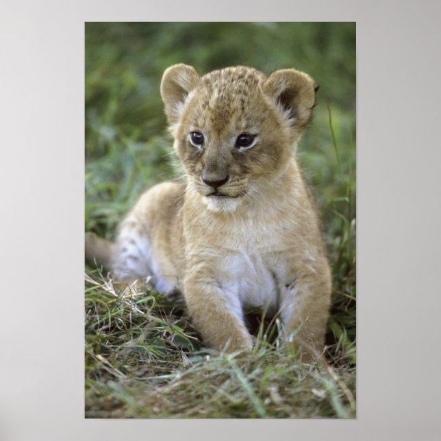 Poster lion africaine, Panthera leo), Tanzanie, (Devant)