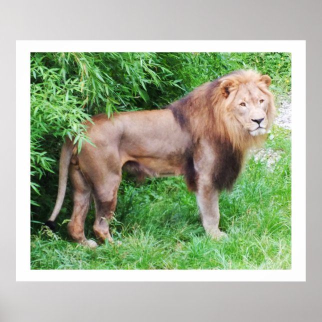 Poster Lion animal sauvage (Devant)