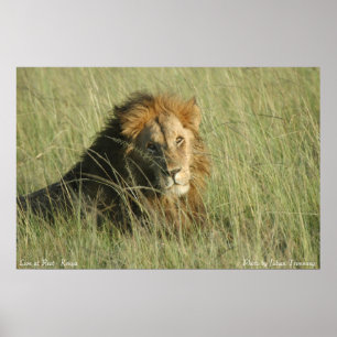 Poster Lion au repos