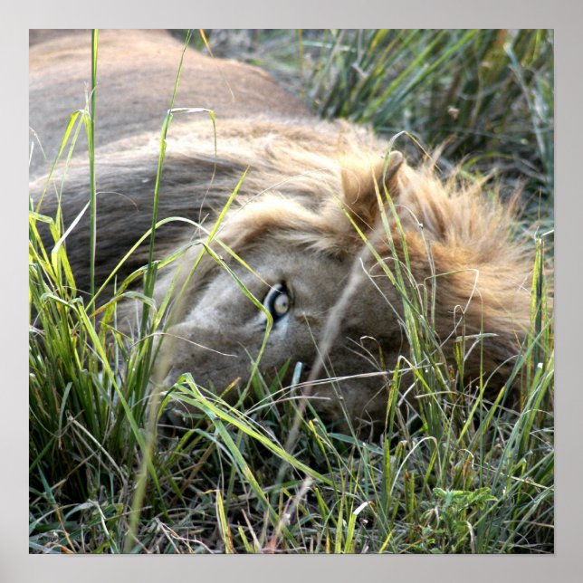 Poster Lion azy (Devant)