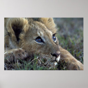 Poster Lion Baby