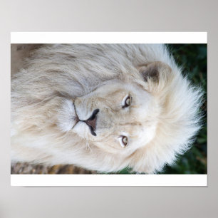 Poster Lion blanc