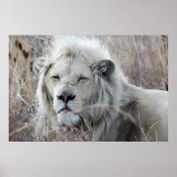 Lion blanc d'Afrique du Sud reposant