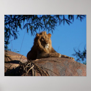 Poster Lion coucher du soleil