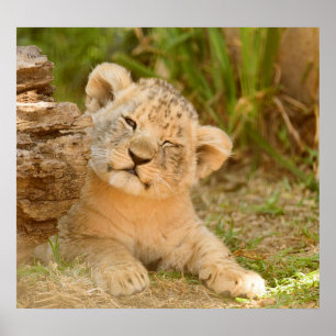 Poster Lion Cub