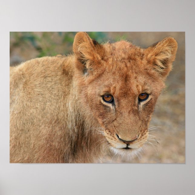 Poster Lion Cub (Devant)