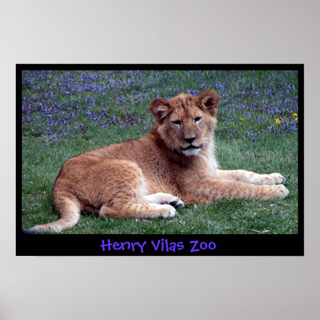 POSTER LION CUB (Devant)