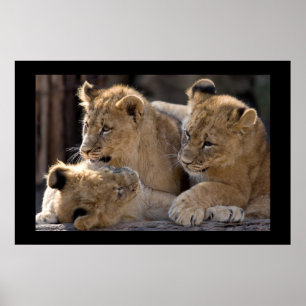 Poster Lion CUB