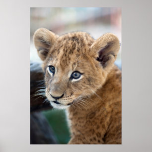 Poster Lion Cub