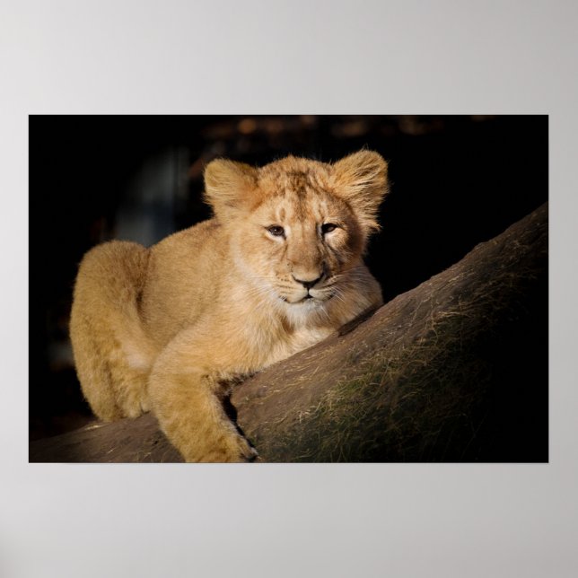 Poster Lion Cub (Devant)
