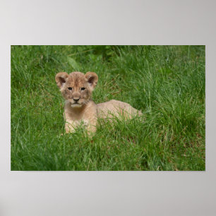Poster Lion Cub Dans L'Herbe