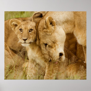 Poster Lion Cub & Mother
