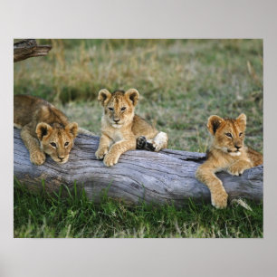 Poster Lion cubs on log, Panthera leo, Masai Mara, 2