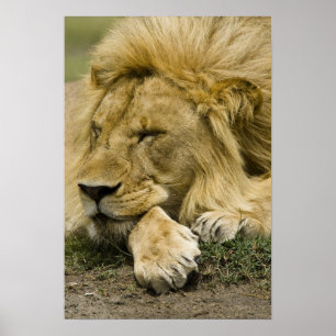 Poster Lion d'Afrique, Panthera leo, allongé endormi