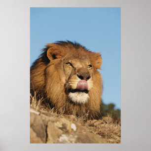 Poster Lion d'Afrique (Panthera Leo), savane africaine