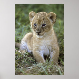 Poster Lion d'Afrique, Panthera leo), Tanzanie,