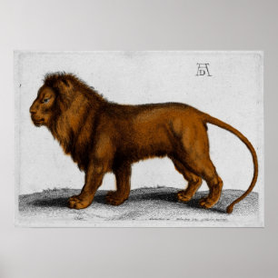 Poster Lion de gravure de couleur d'Albrecht Durer