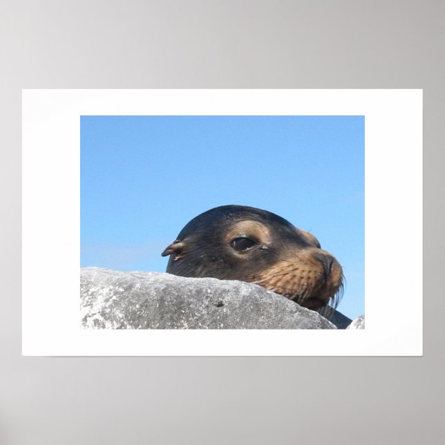 Poster Lion de mer (Devant)