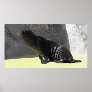 Poster Lion de mer