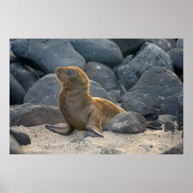 Poster Lion de mer des Galapagos (Devant)
