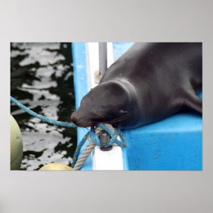 Poster Lion de mer des Galapagos somnolent